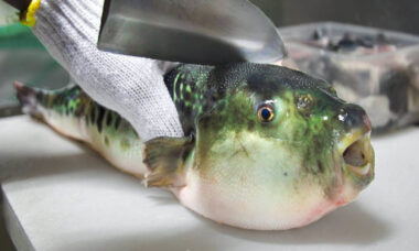 curiosidades culinarias - fugu