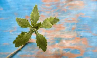 Epazote para aromatizar