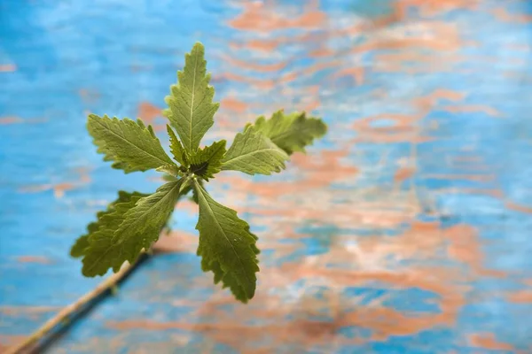 Epazote para aromatizar