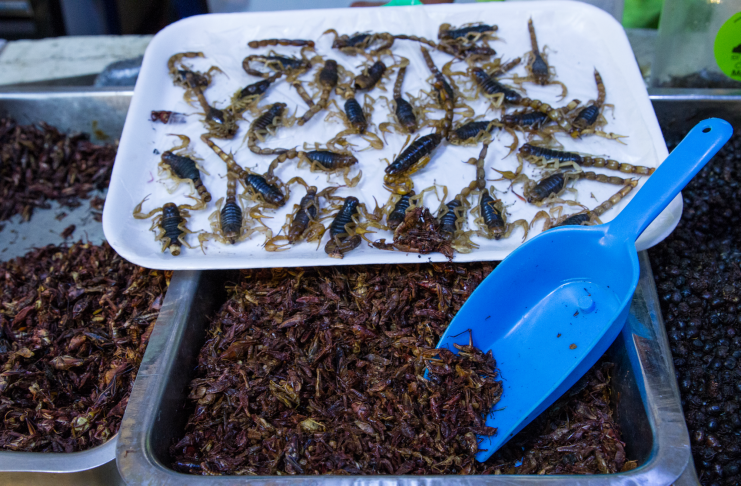 insectos en mercado de san juan